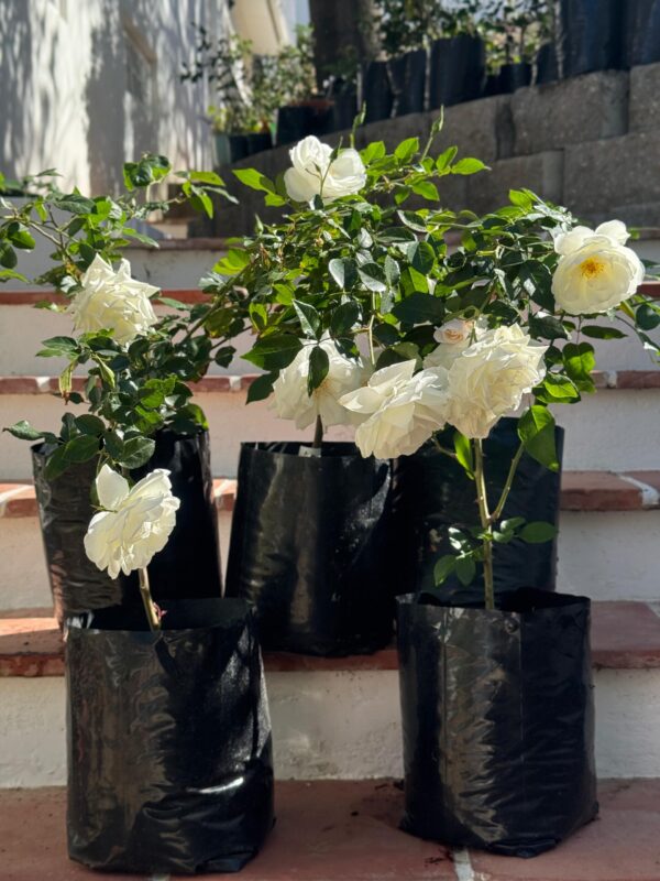 White roses - Image 2