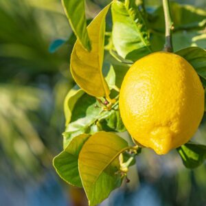 Lemons