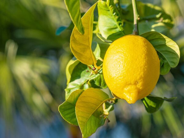 Lemons