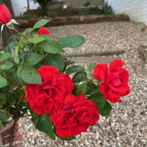 Red rose