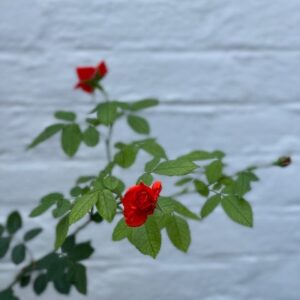 Lucky packet rose