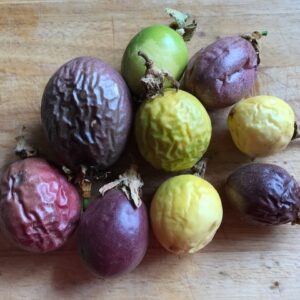 Granadilla
