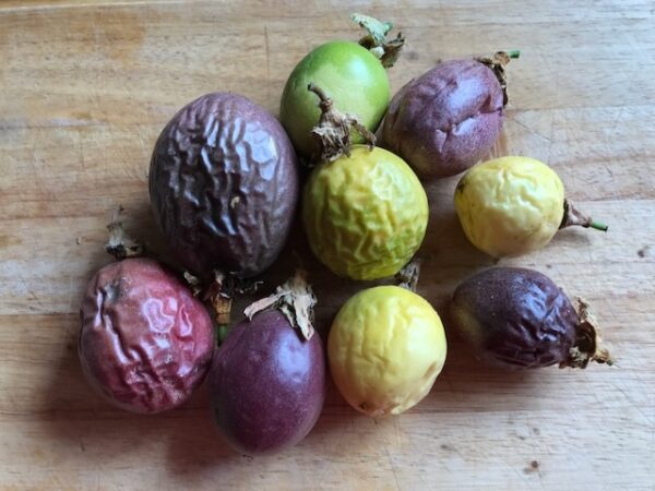 Granadilla