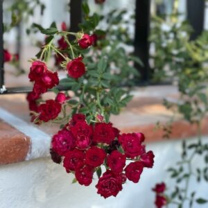 Red climbing rose