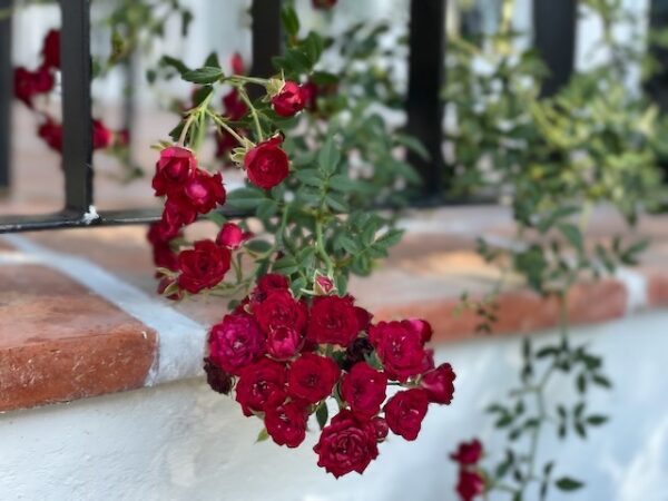 Red climbing rose