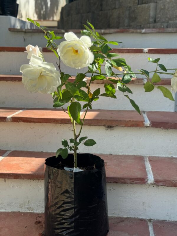 White roses - Image 4