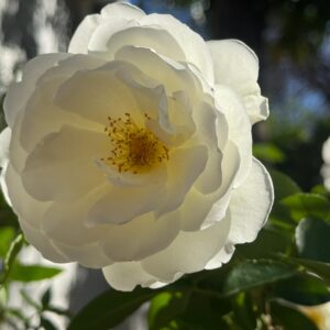 White roses