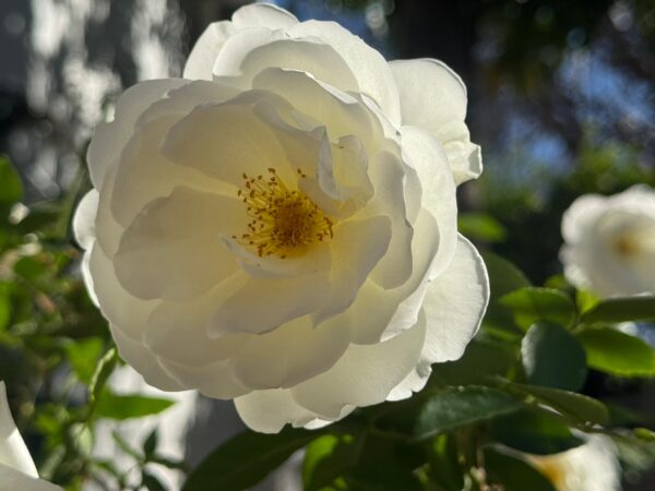 White roses