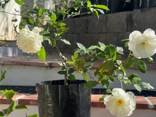 White roses - Image 6