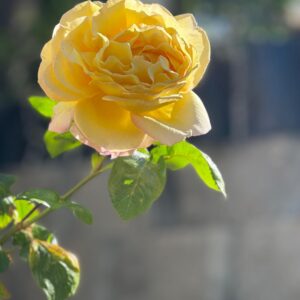 Yellow rose