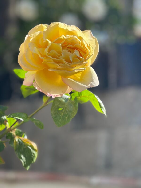 Yellow rose