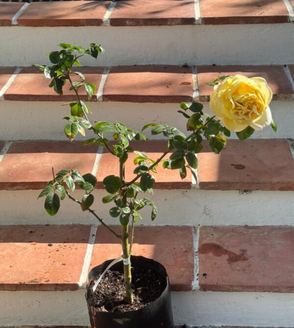 Yellow rose - Image 2