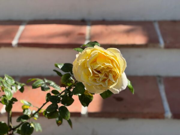 Yellow rose - Image 3