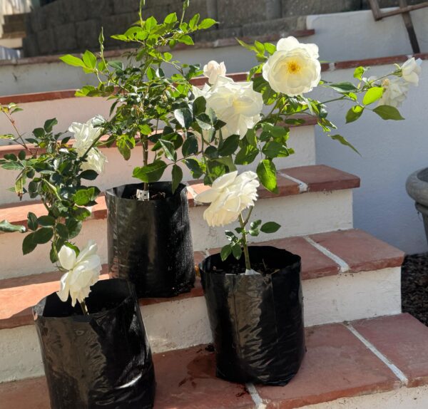 White roses - Image 3