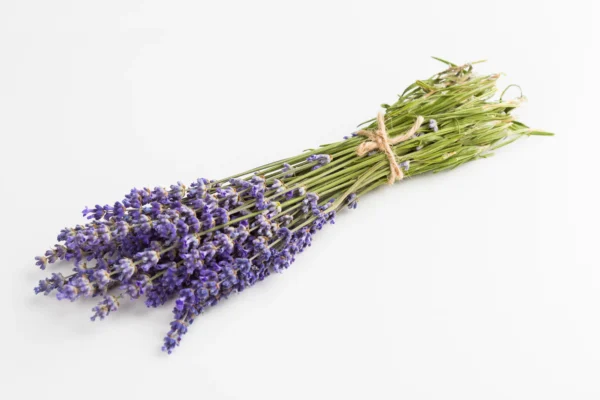 Lavender bunch