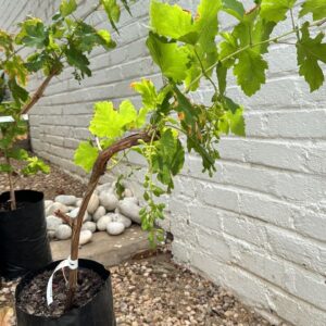 Table grape vine